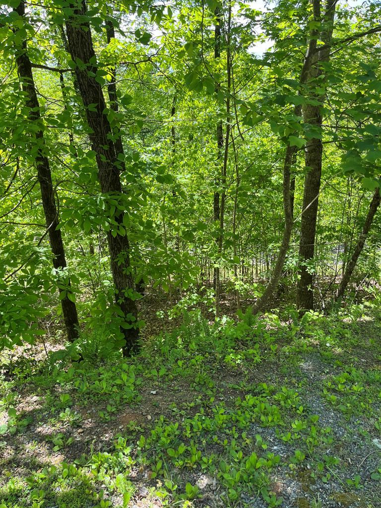 a view of a lush green forest