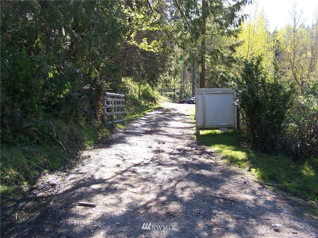 a view of a yard with plants and large trees