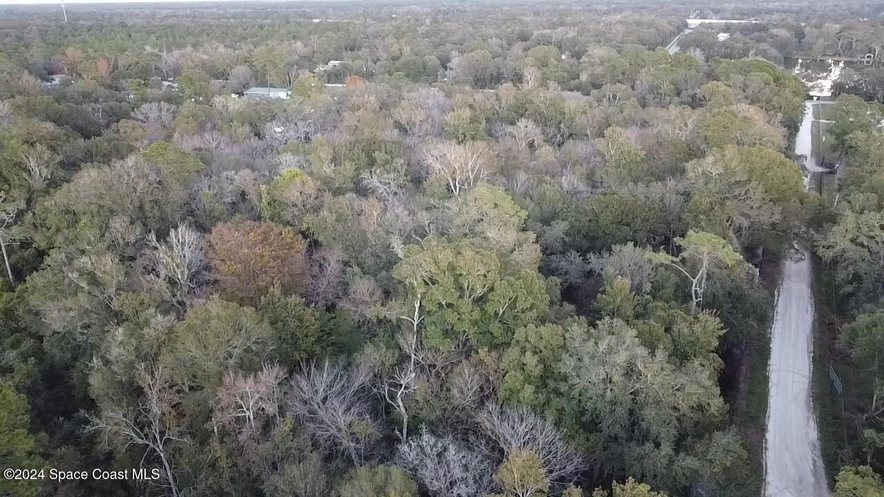 a view of a forest with trees