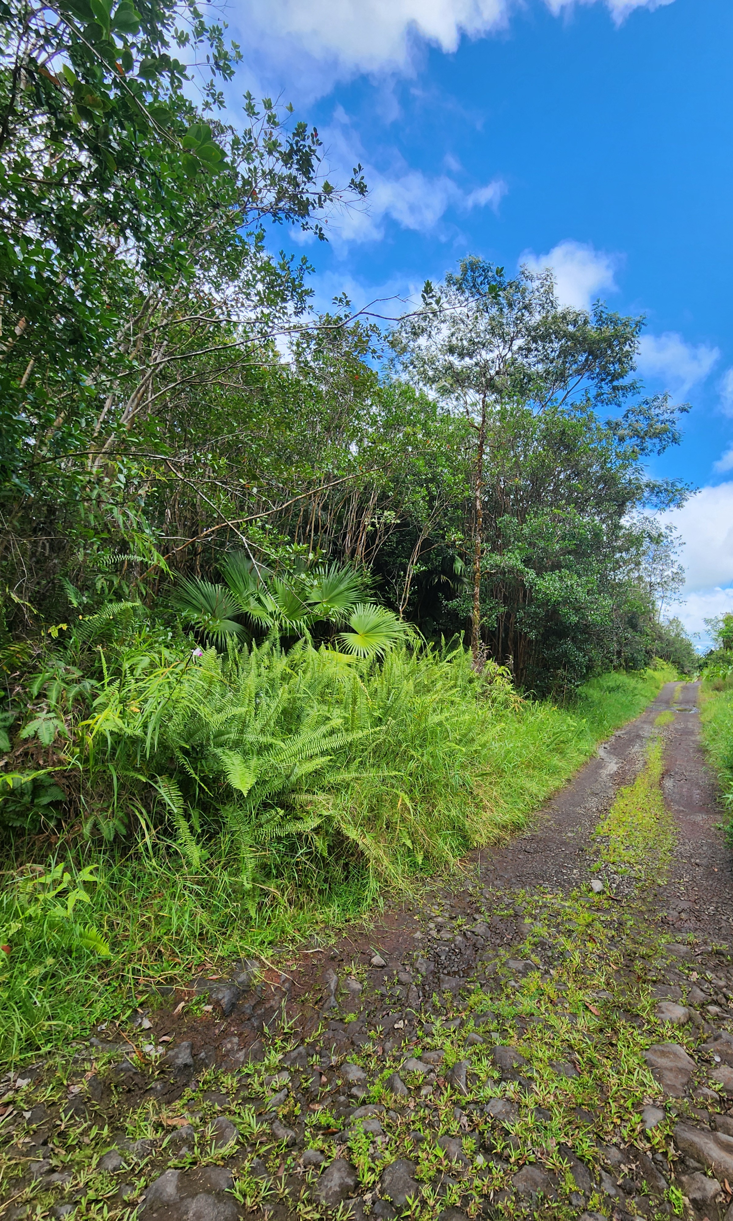 a view of a garden with plants