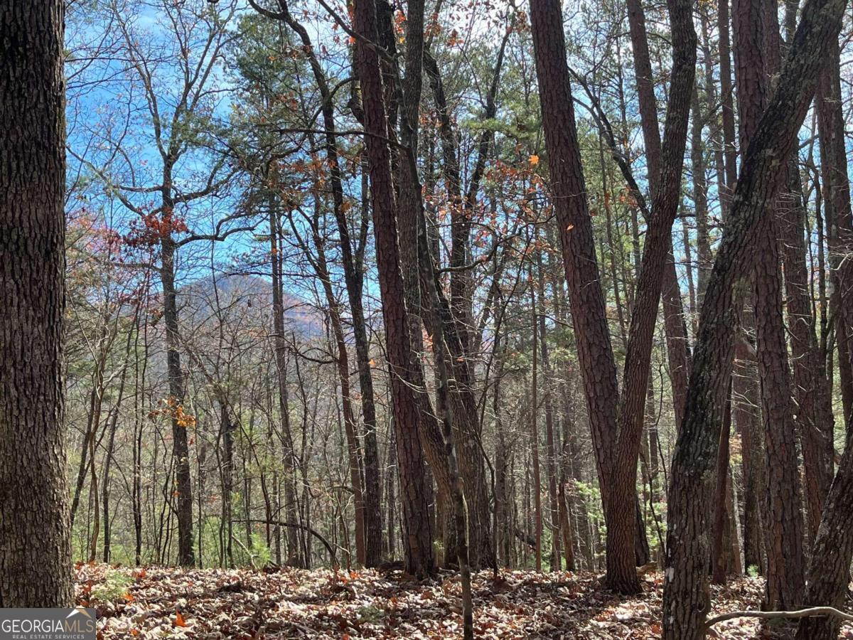 a view of outdoor space with lots of trees