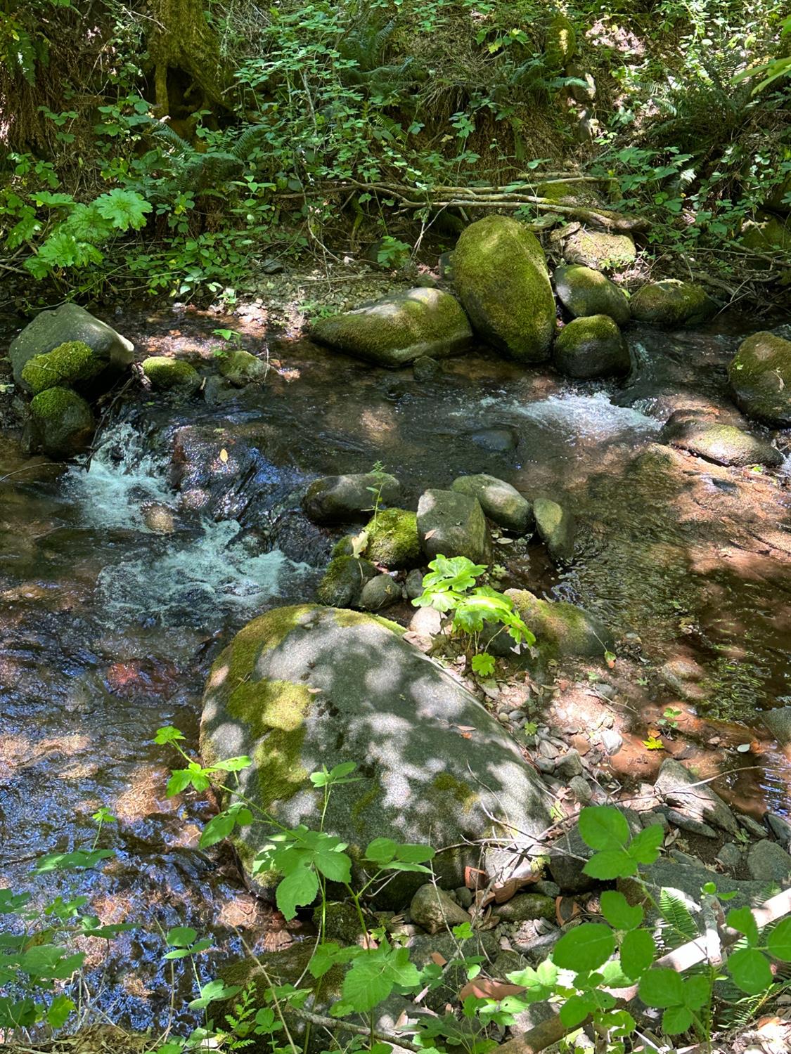 a view of a forest