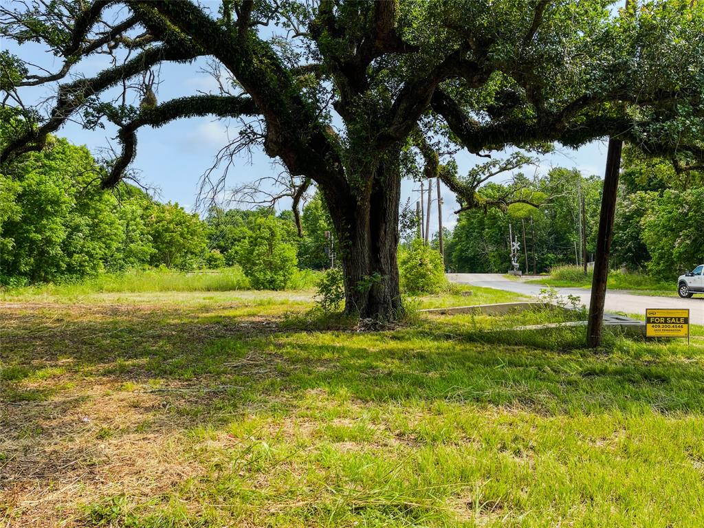 a view of a yard with a large tree