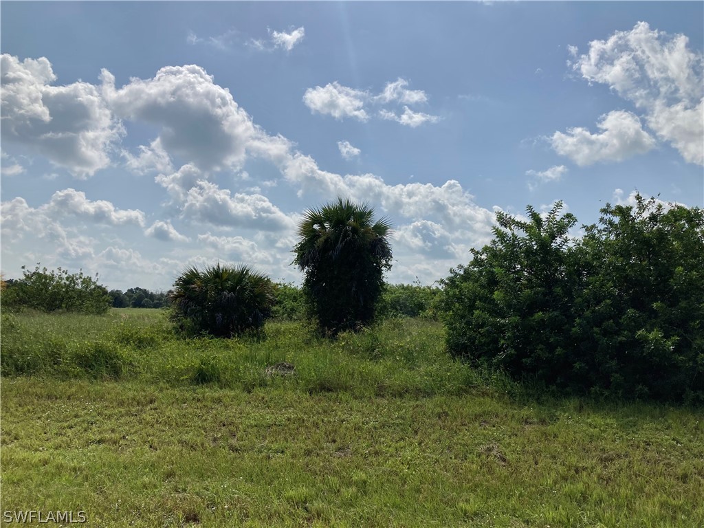 a view of a bunch of trees in a field