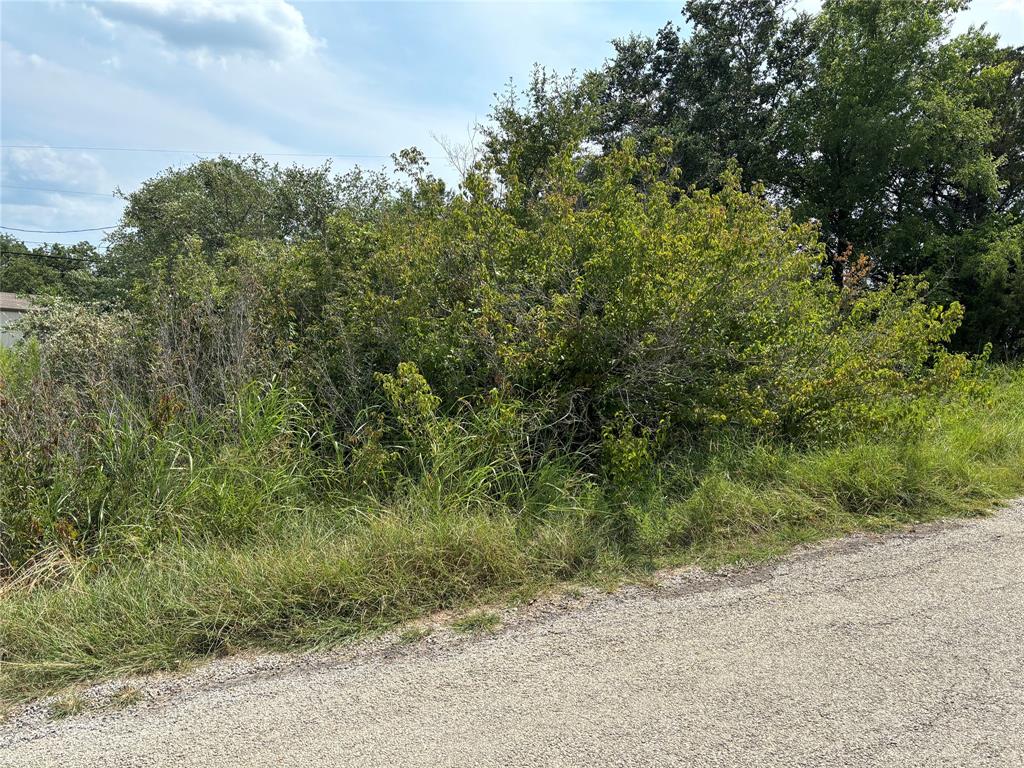 a view of a dry yard with trees