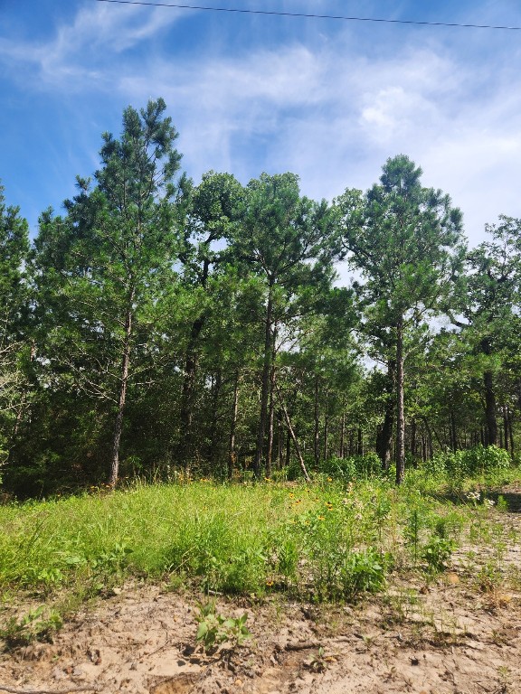 a view of a lush green forest