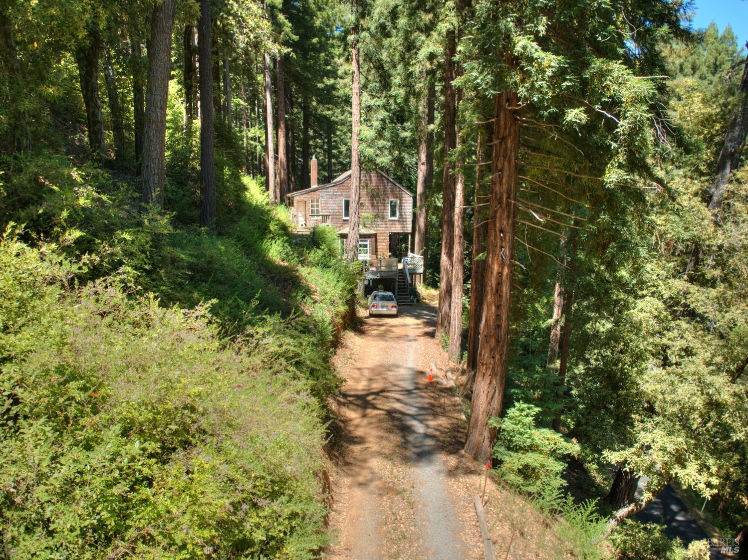 a view of a yard with plants and large trees