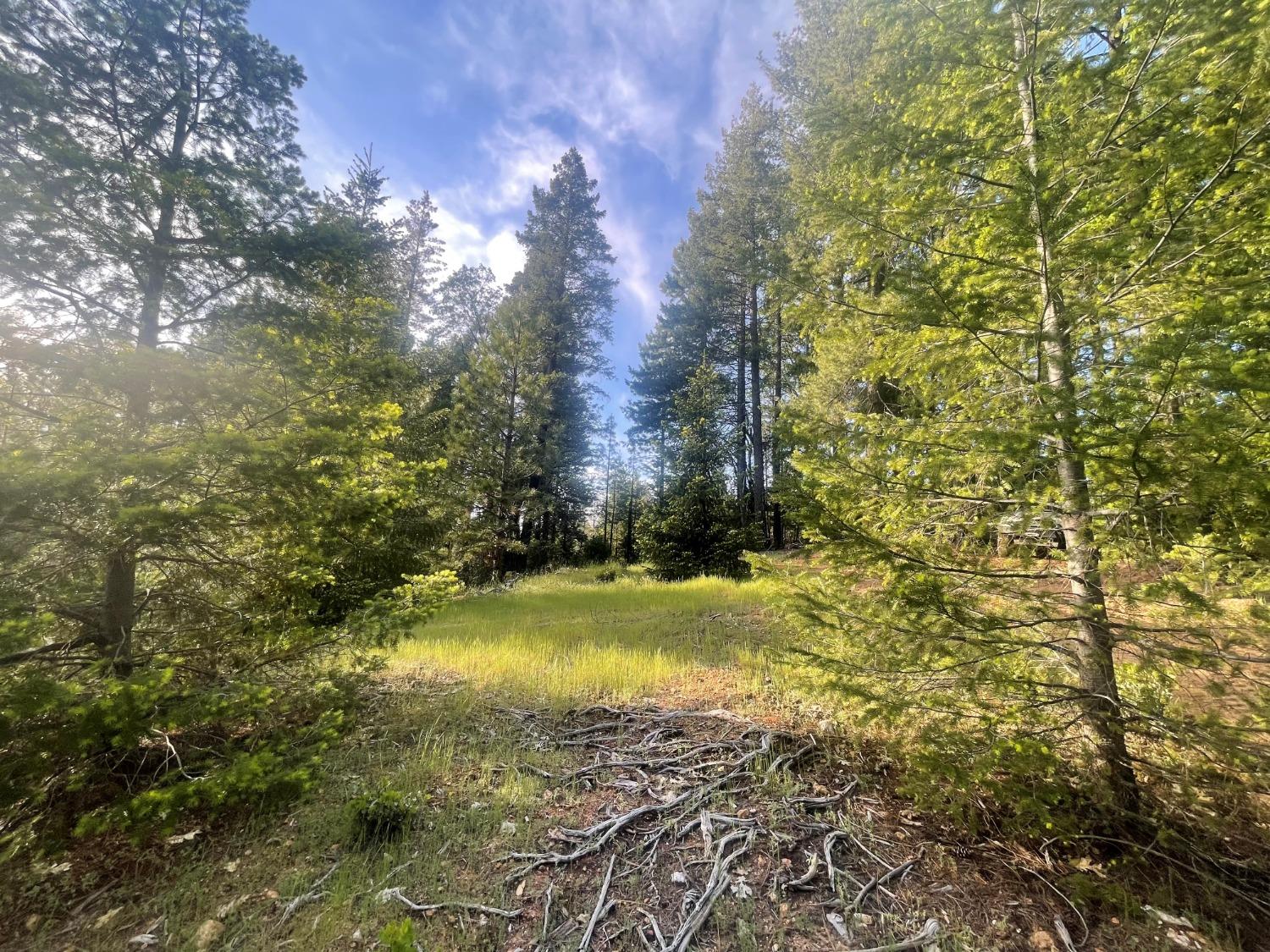 a view of a yard with an trees