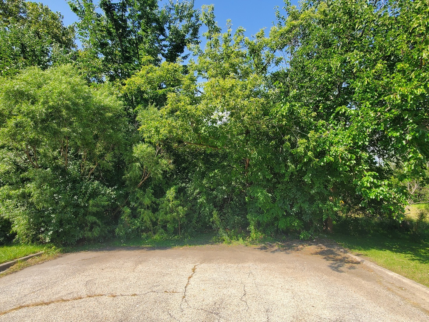 a view of backyard with plants