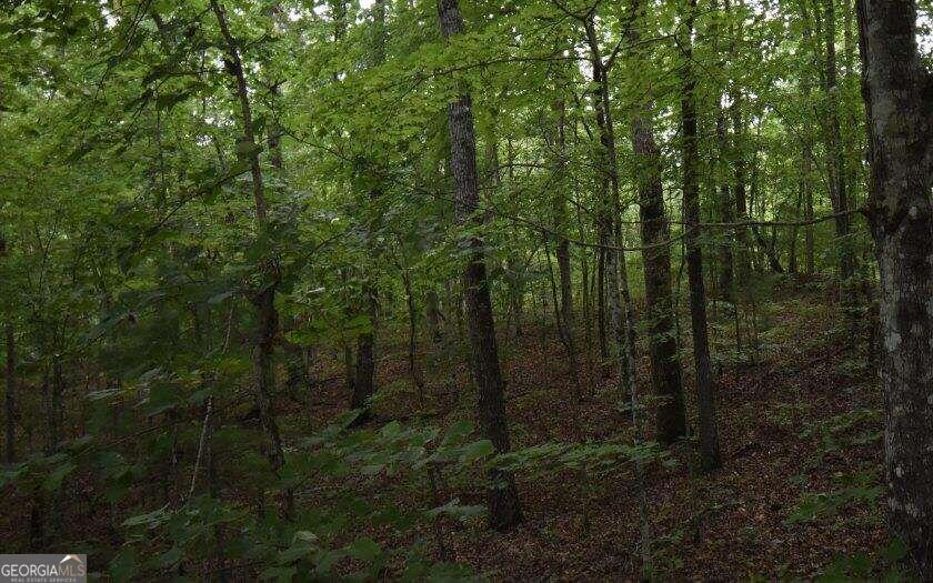 a view of a forest with a tree