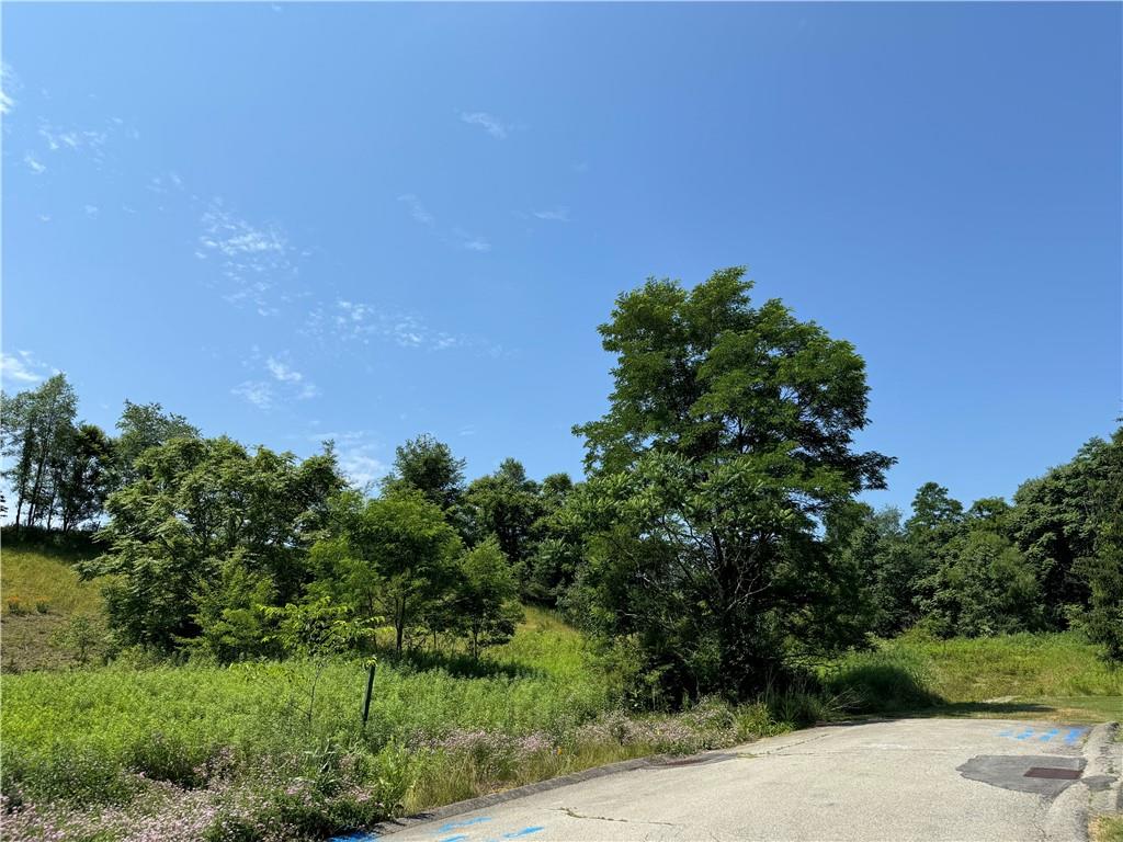 a view of a tree with a yard