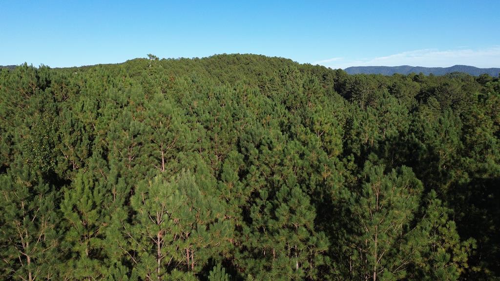 a view of a lush green forest with a tree