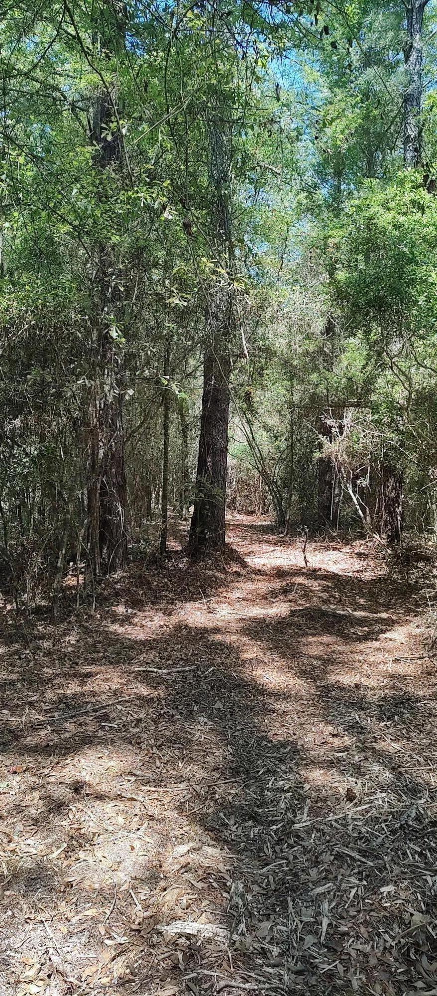 a view of a forest with trees