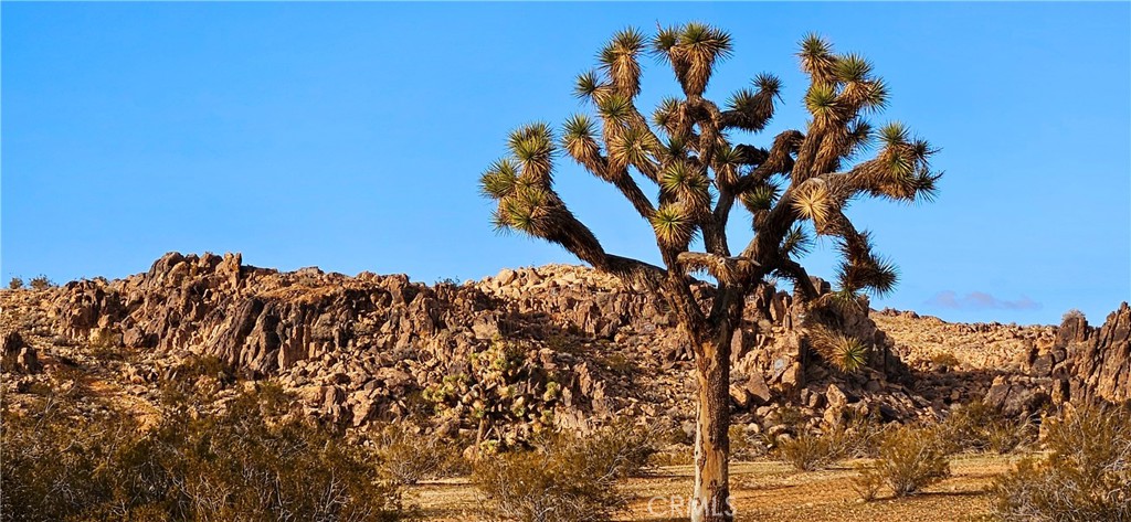 a view of a tree