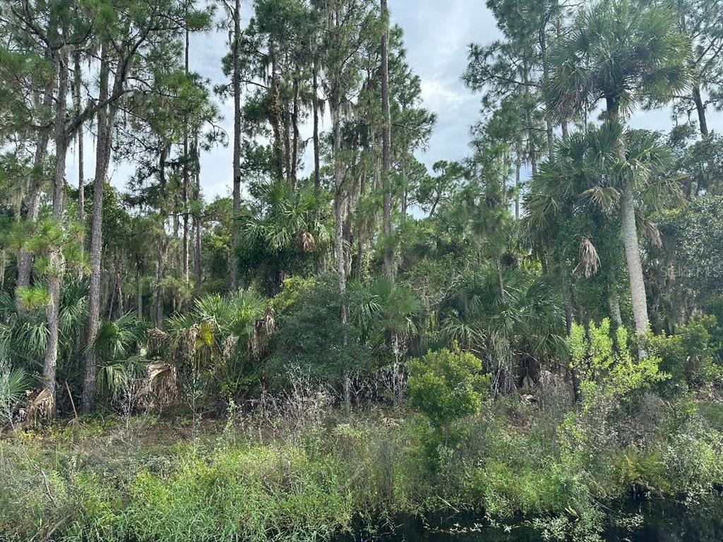 a view of a lush green forest