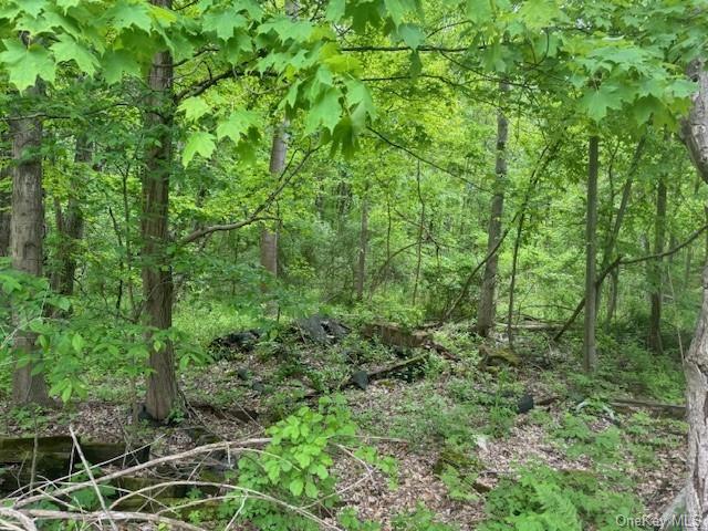 a view of a lush green forest