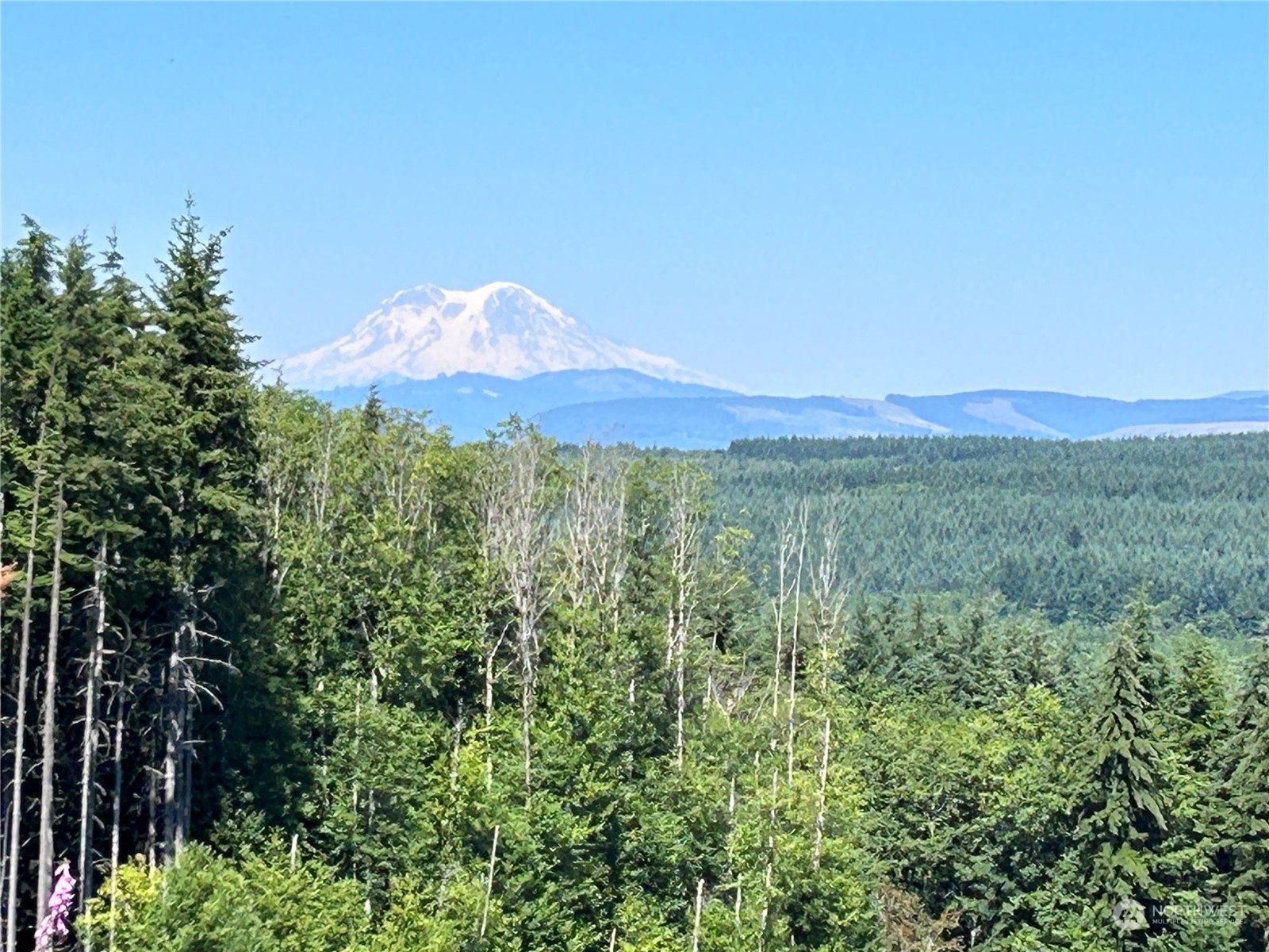 a view of a lush green outdoor space with a mountain in the background