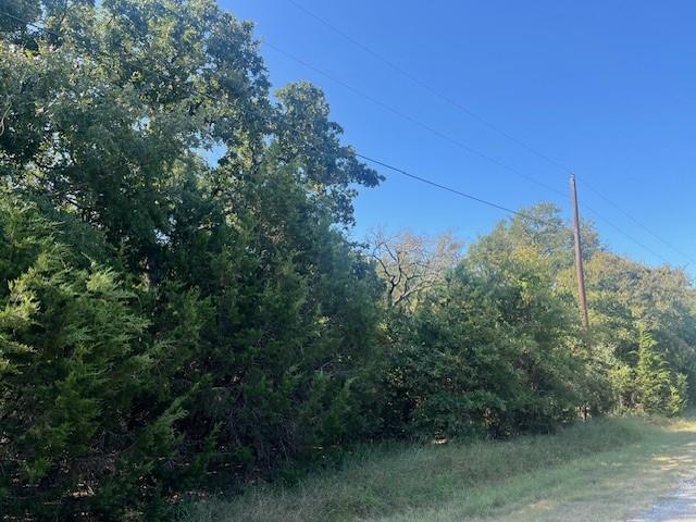 a view of a forest with a tree in the background