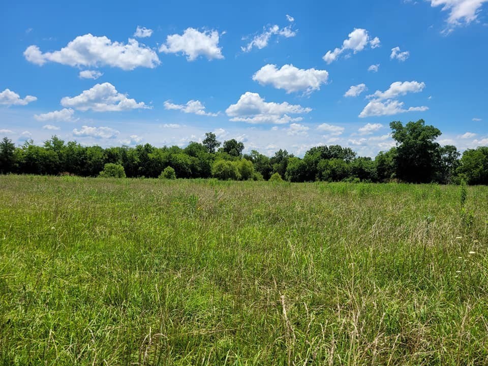 a view of a bunch of trees in background