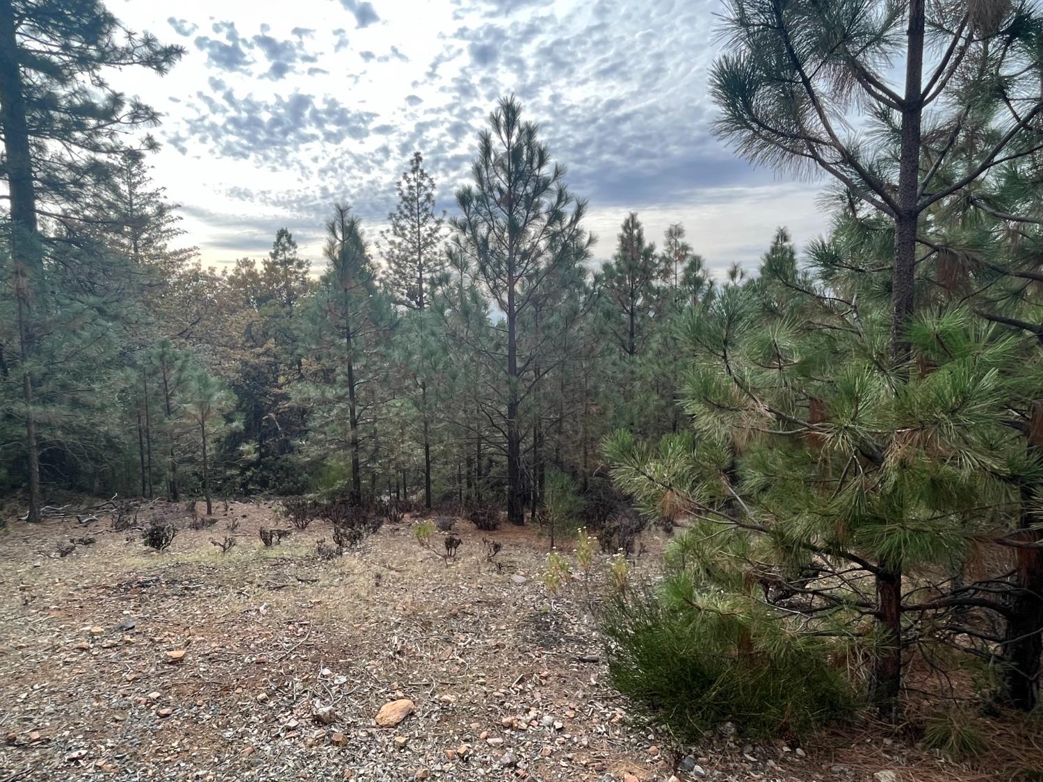 a view of a forest with trees in the background