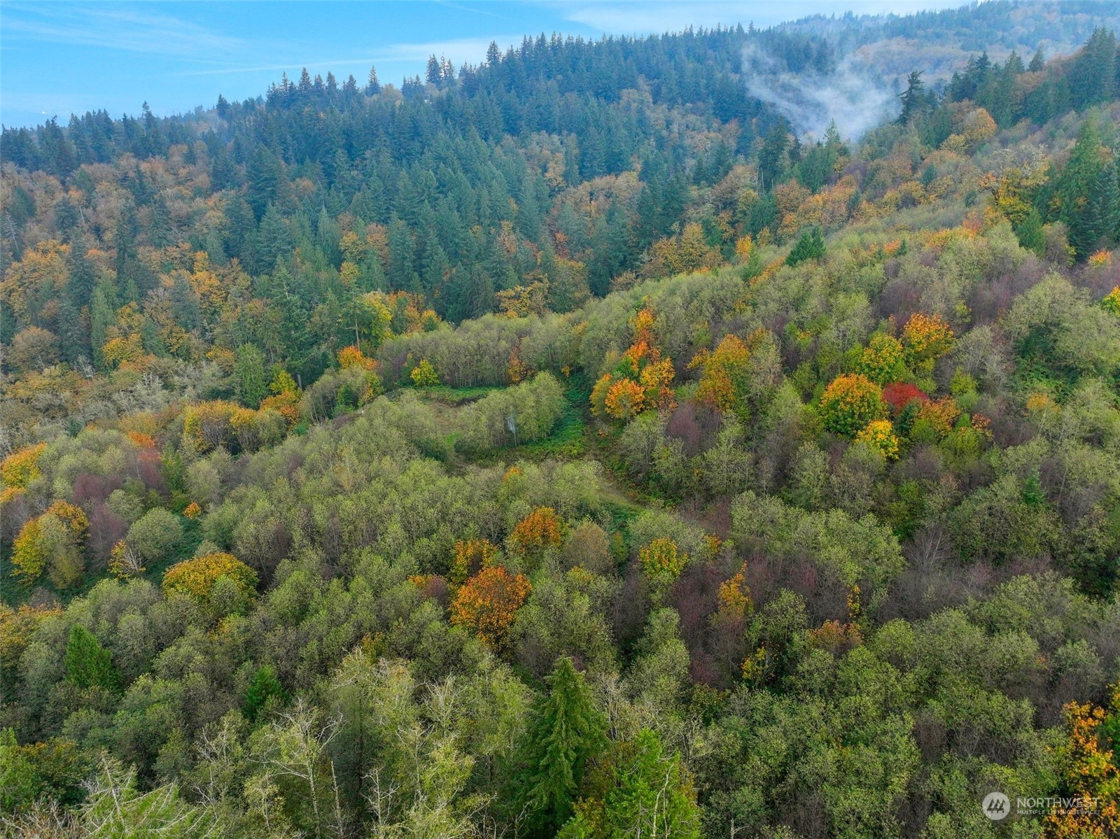 a view of a forest with a lush green forest