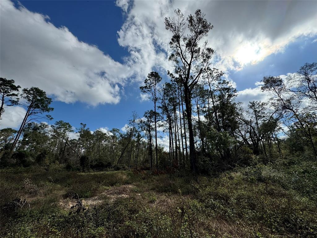 a view of a building in middle of forest