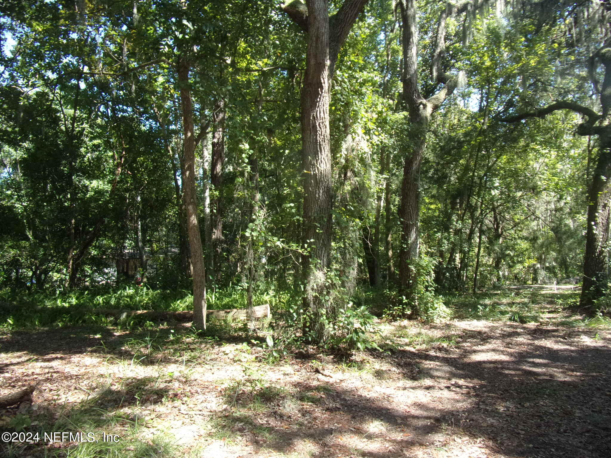 a view of a tree with a yard