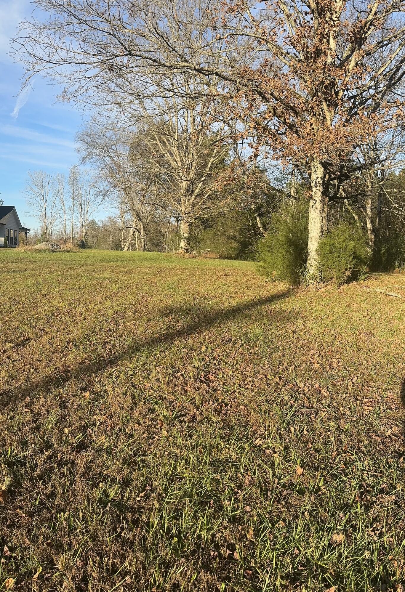 a view of yard with large trees