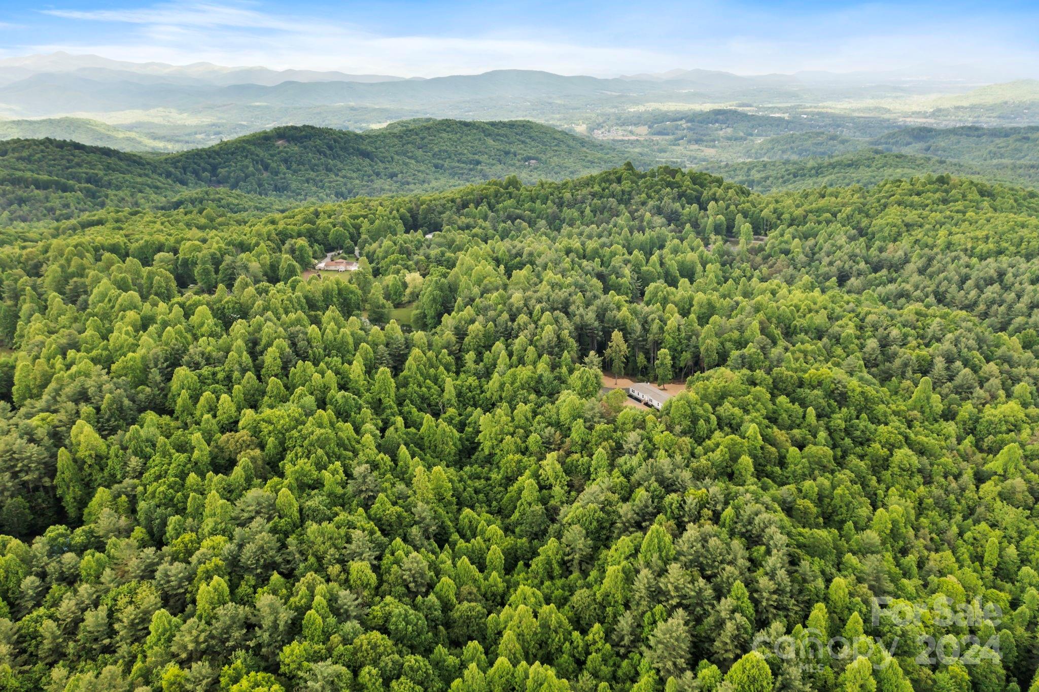 a view of a lush green forest with a mountain