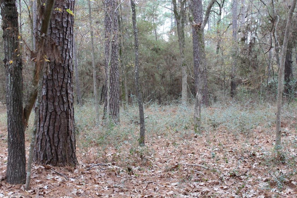 a view of a forest with trees in the background