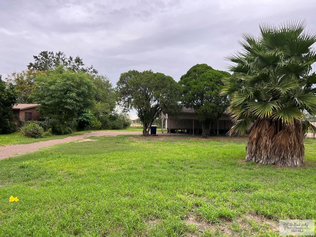 a view of a garden with a tree