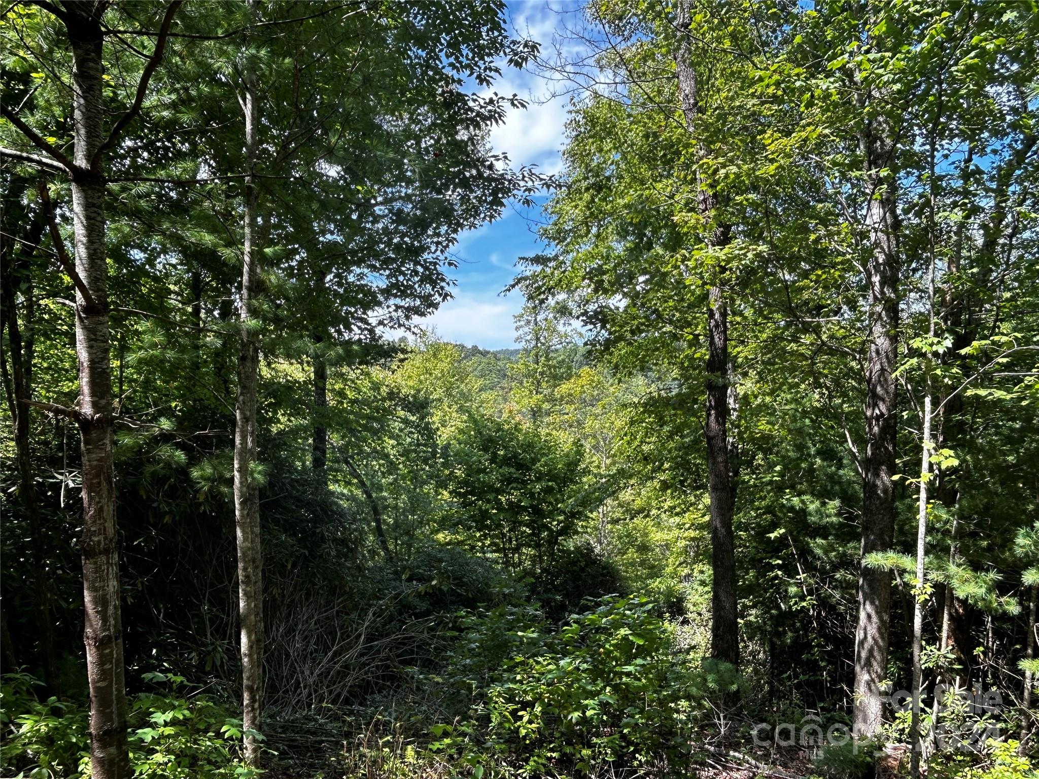 a view of a tree in a forest