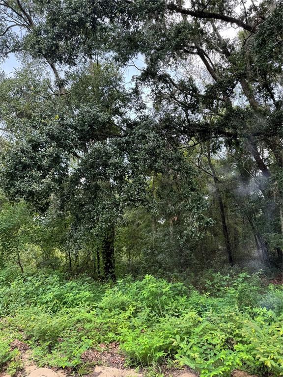 a view of a forest with a tree