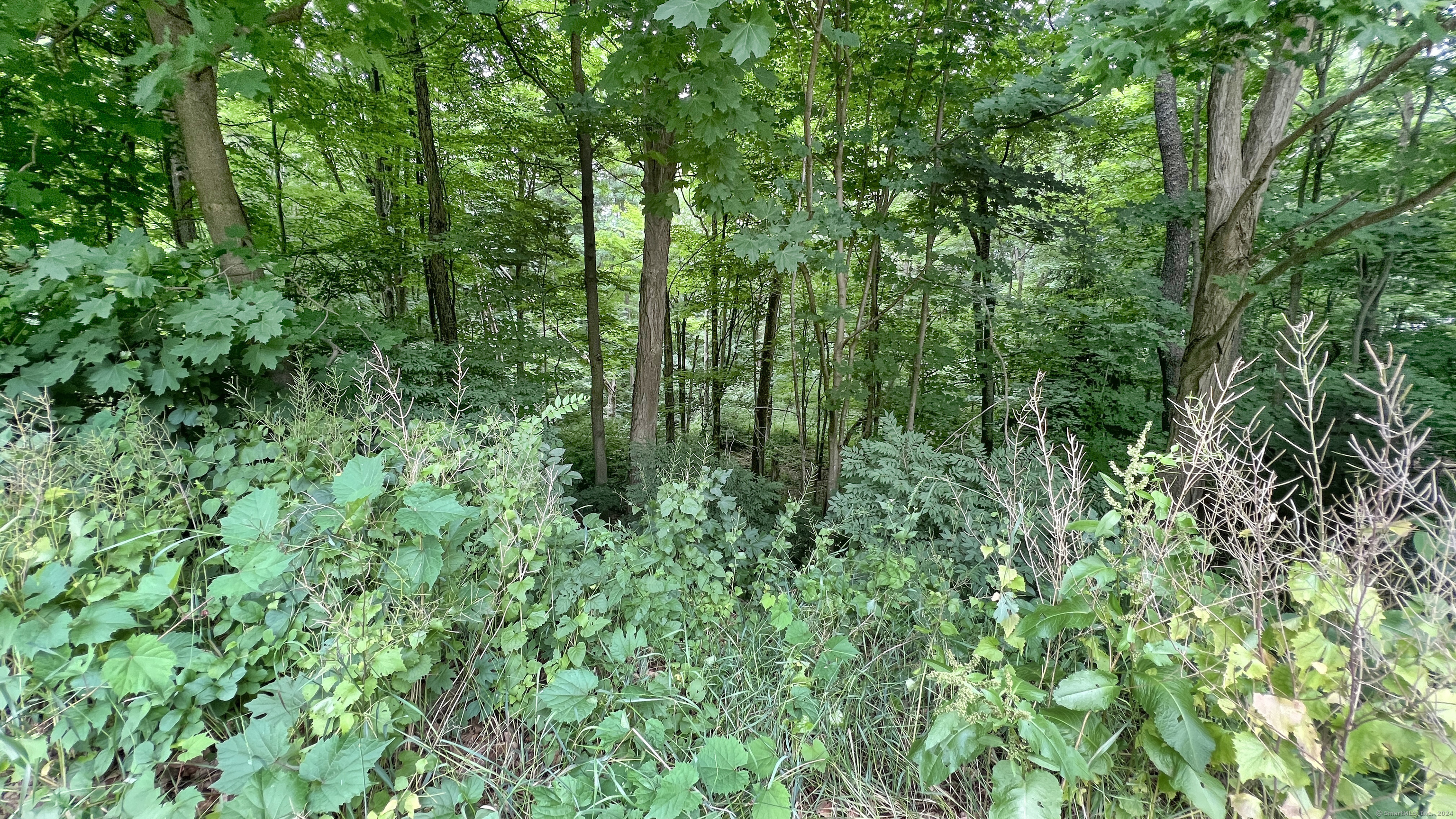 a view of a lush green forest