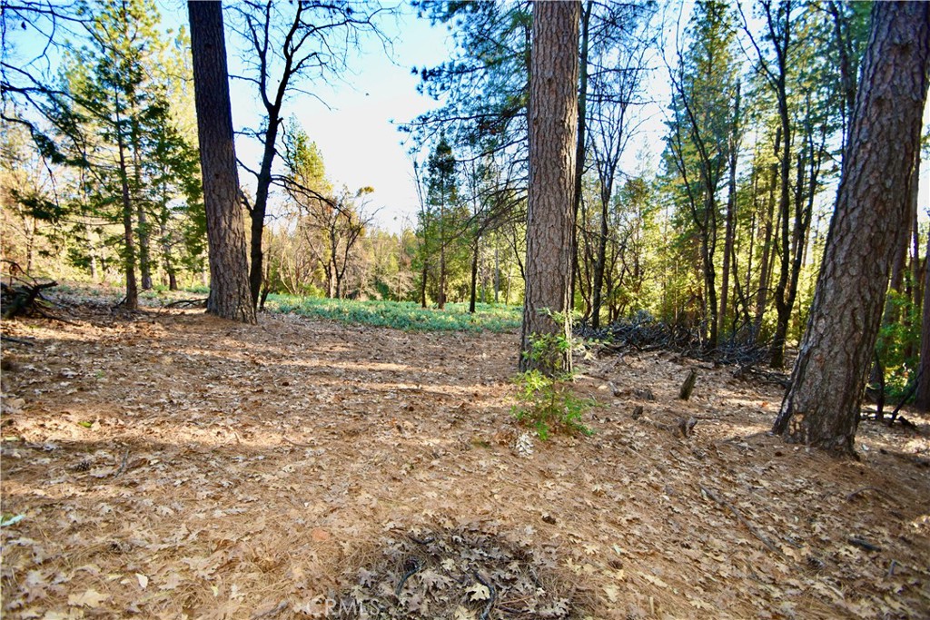 a view of a tree in the middle of a yard