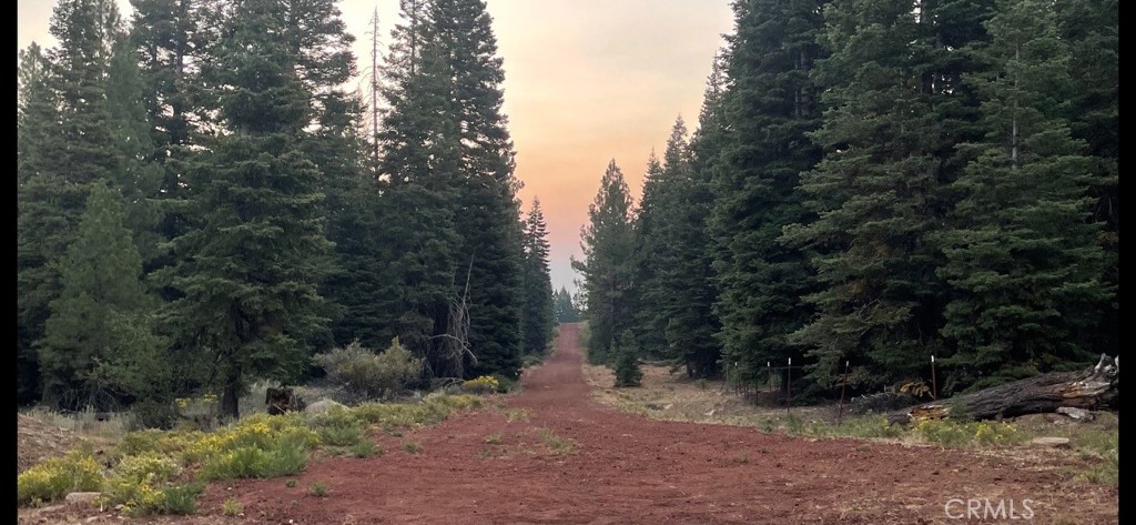 a view of a forest with trees in the background