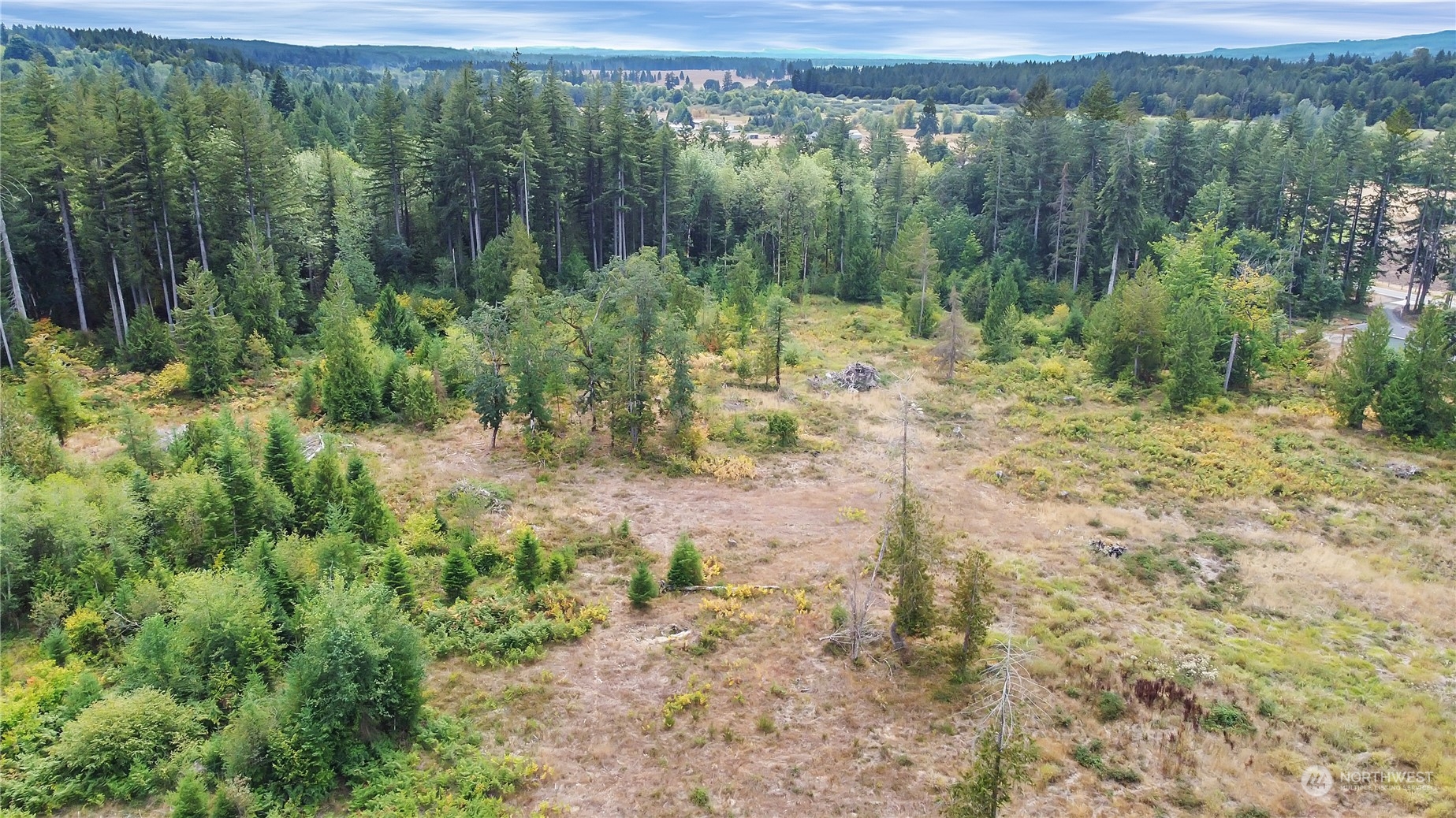 a view of a forest with a lake