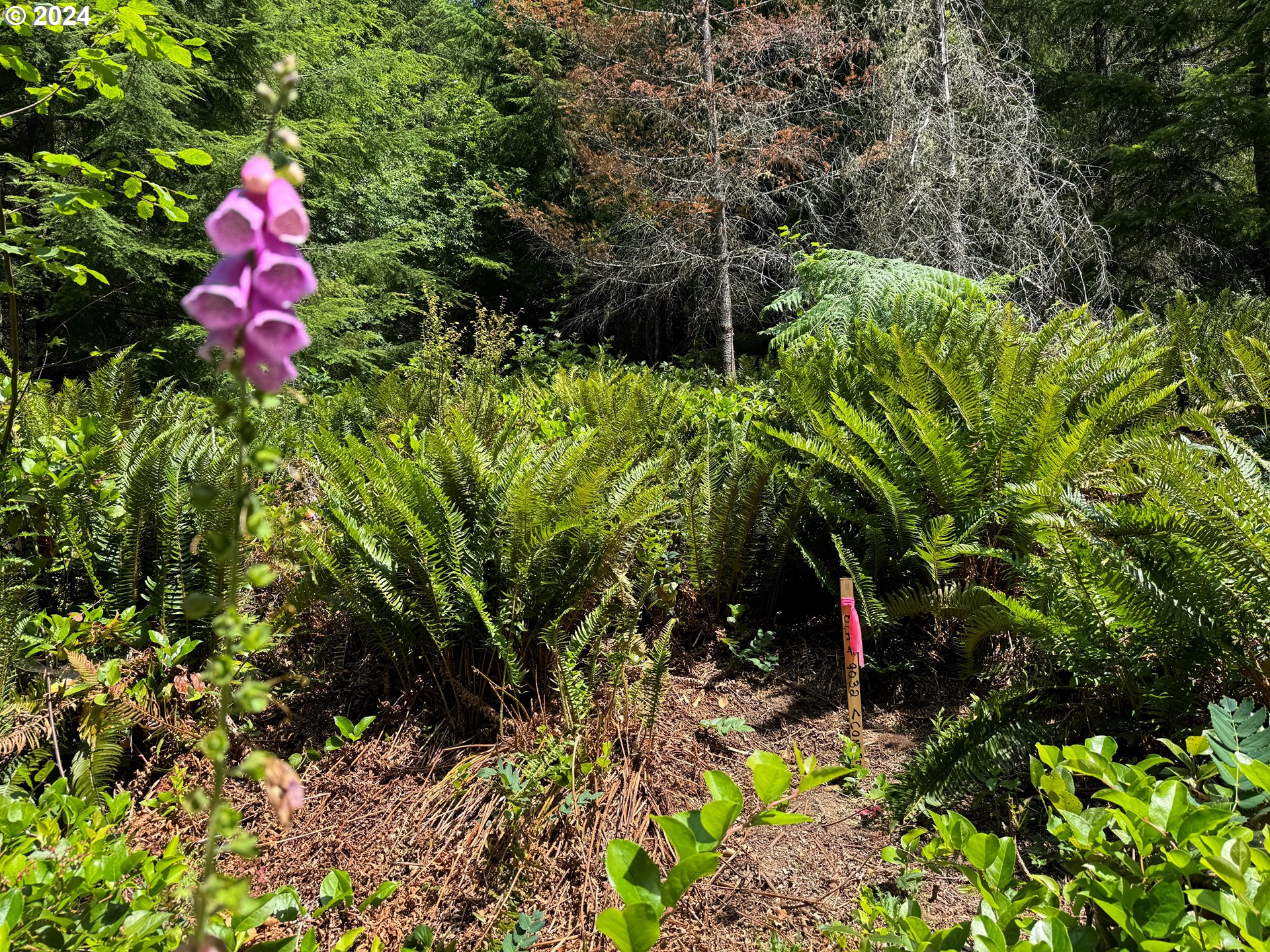 a view of a flower