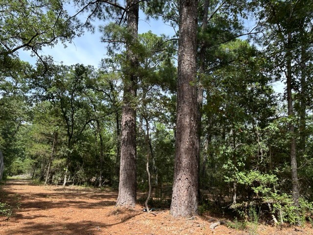 a view of a tree in a yard