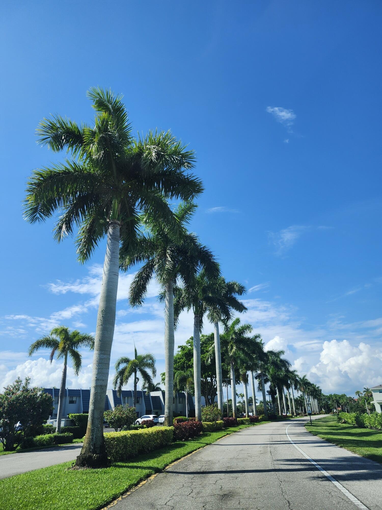 a view of a park with palm trees