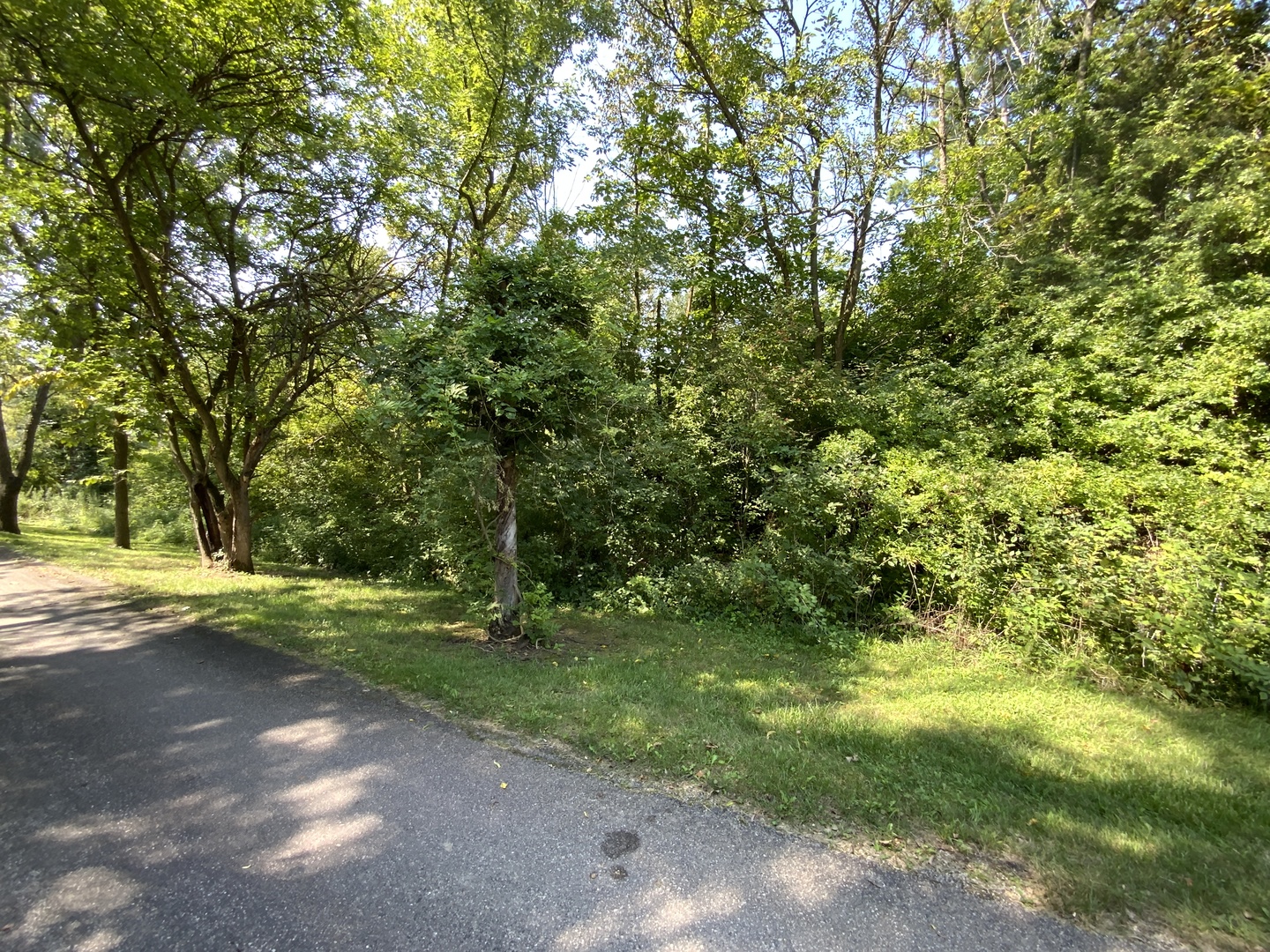 a view of a yard with plants and trees