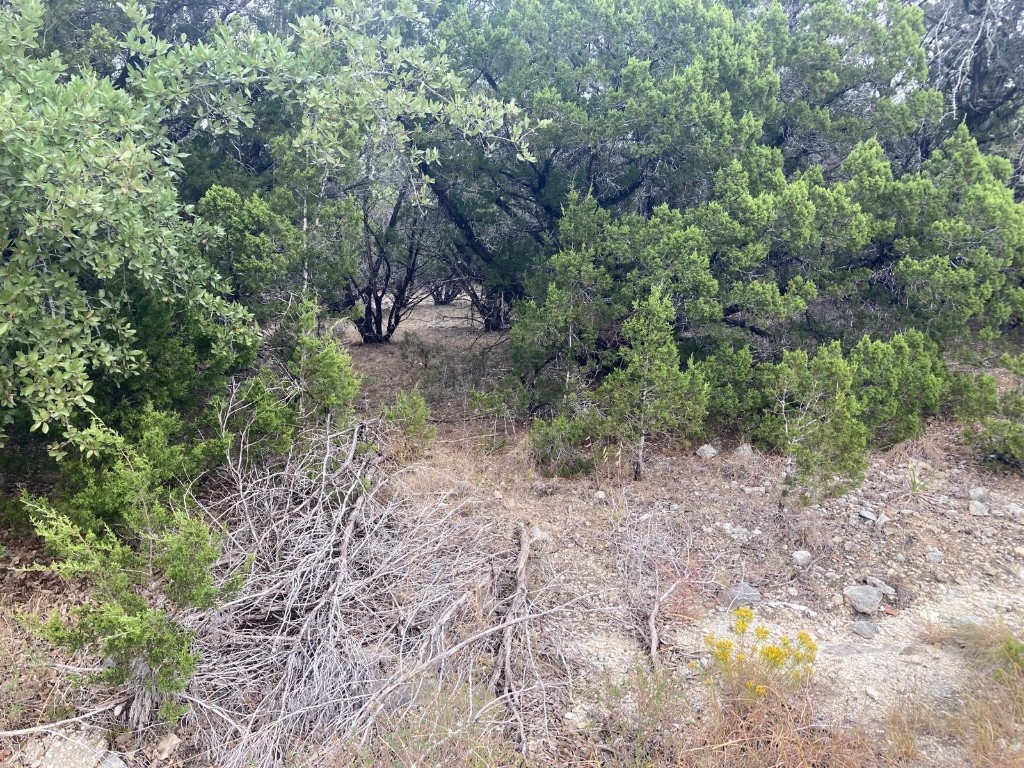 a view of a forest with trees in the background