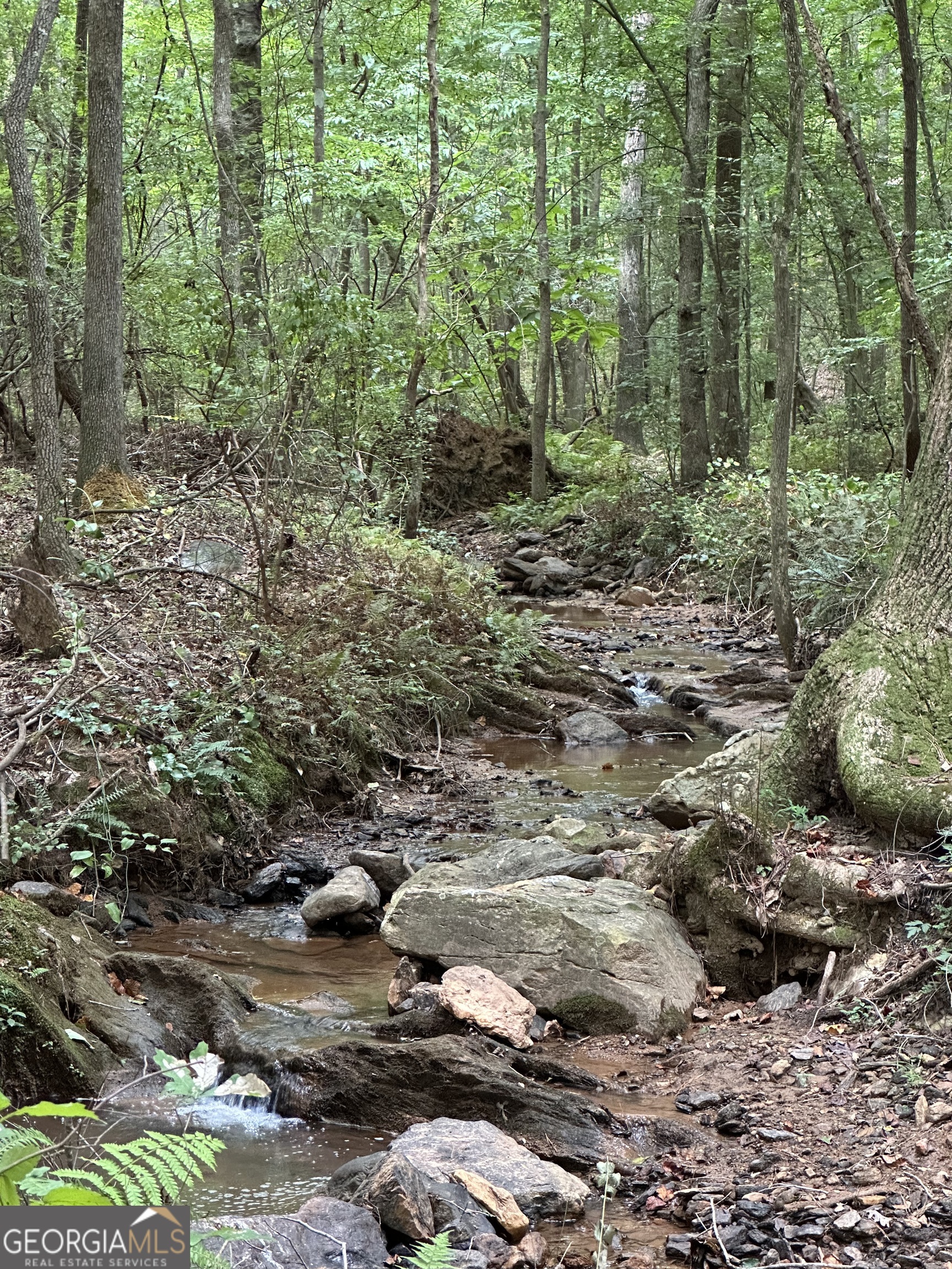 a view of a forest with trees