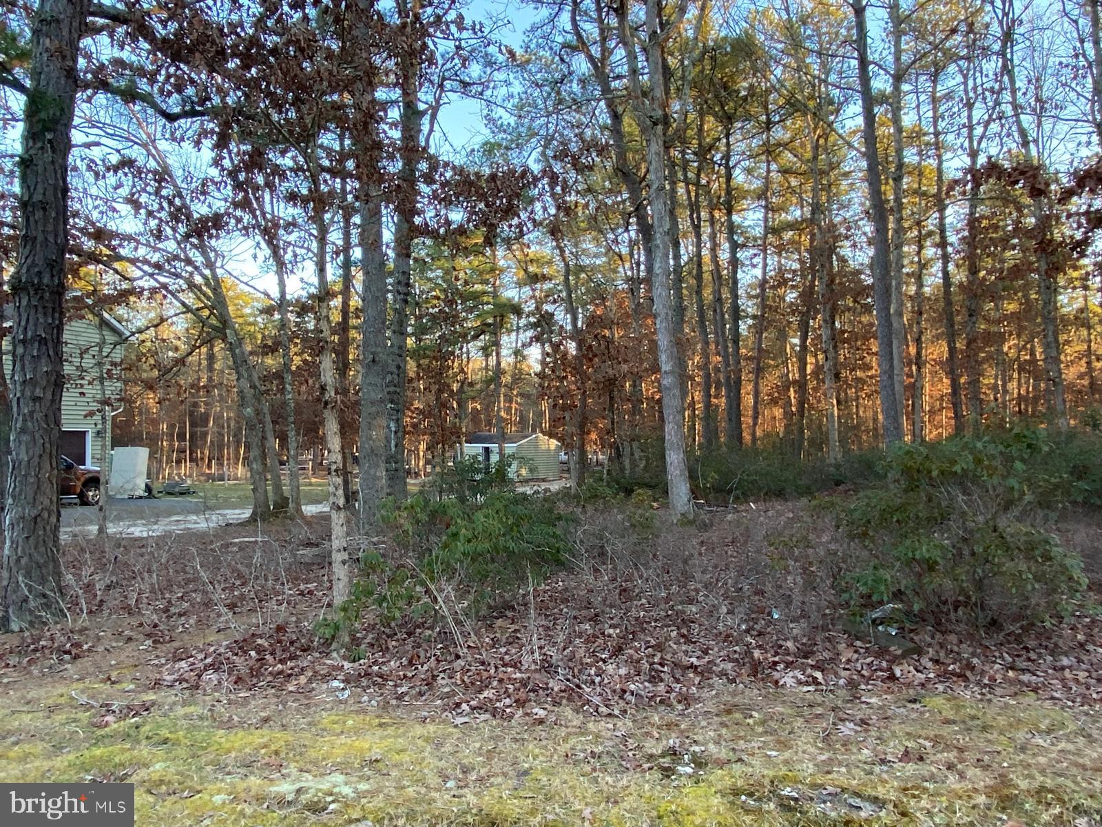 a view of a yard with plants and trees