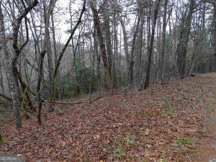 a view of a forest with trees in the background