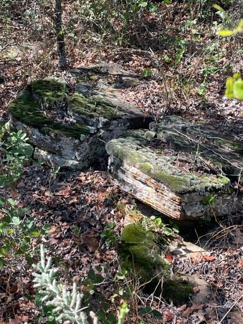 a view of a forest with a tree