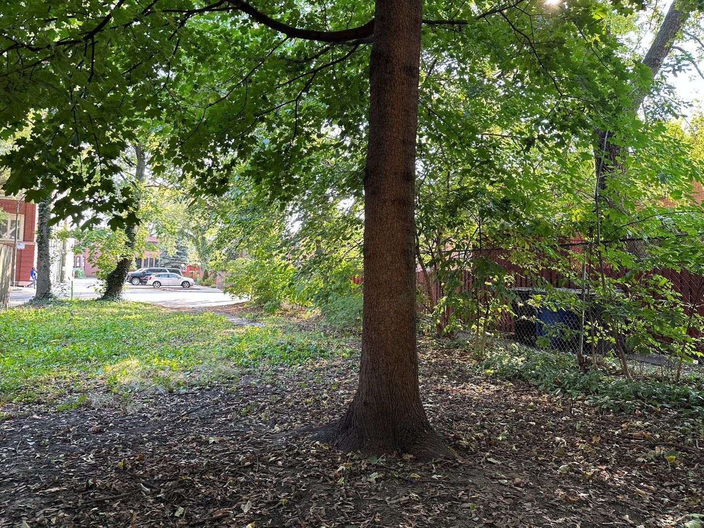 a view of a tree with a yard