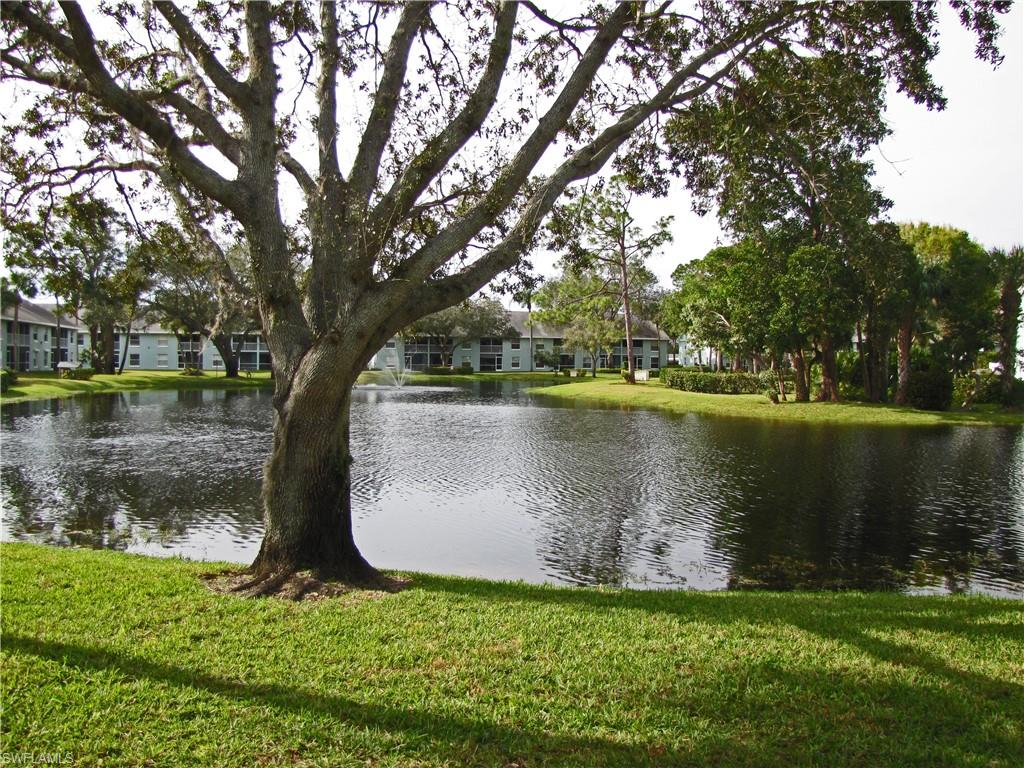 a view of a lake with a tree