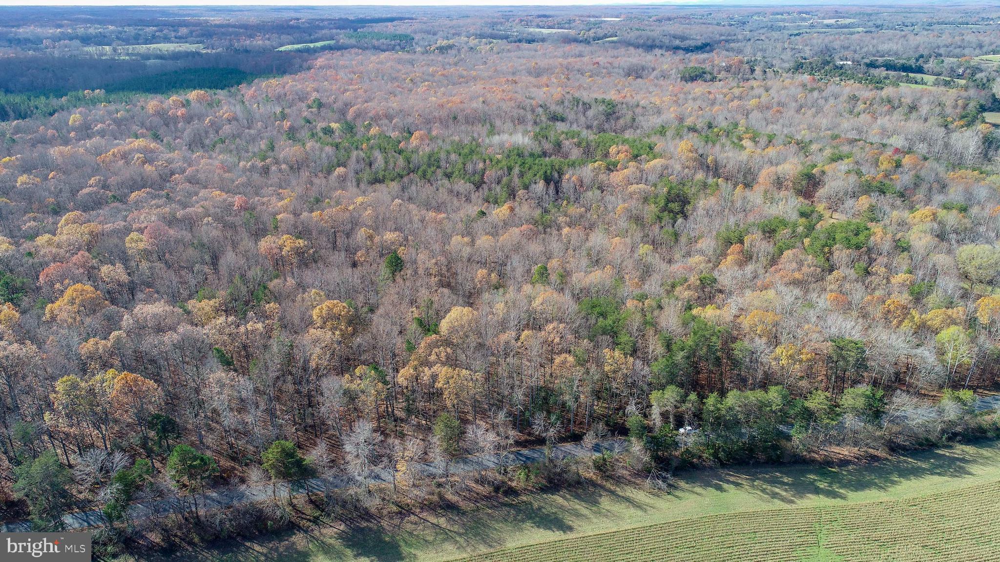 a view of a forest with trees