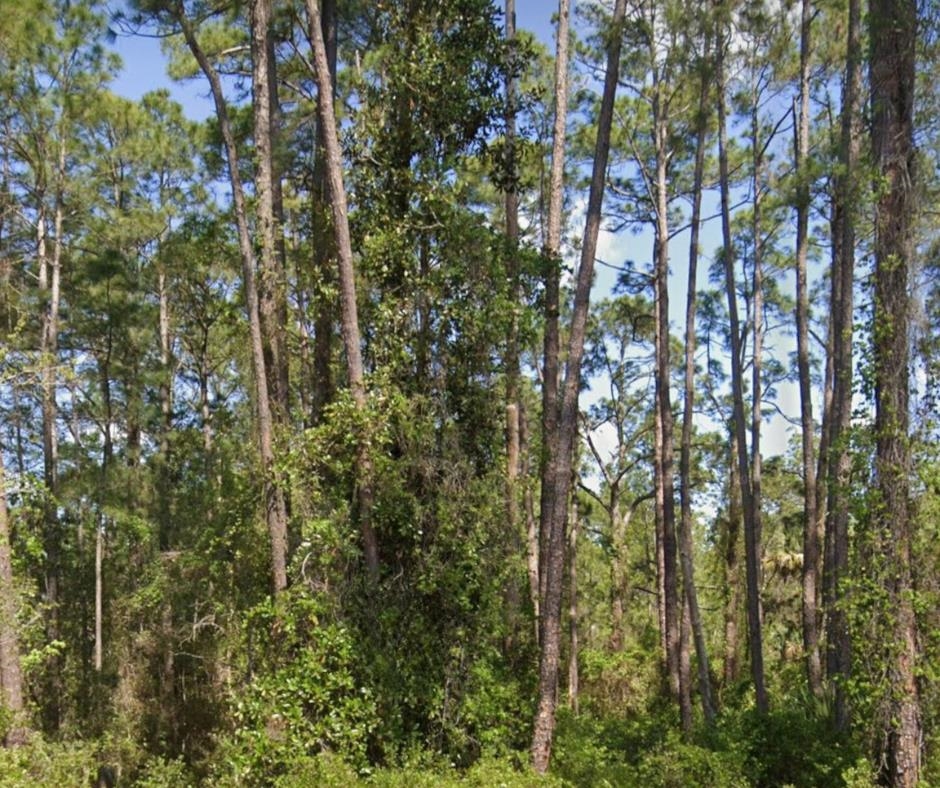 a view of forest